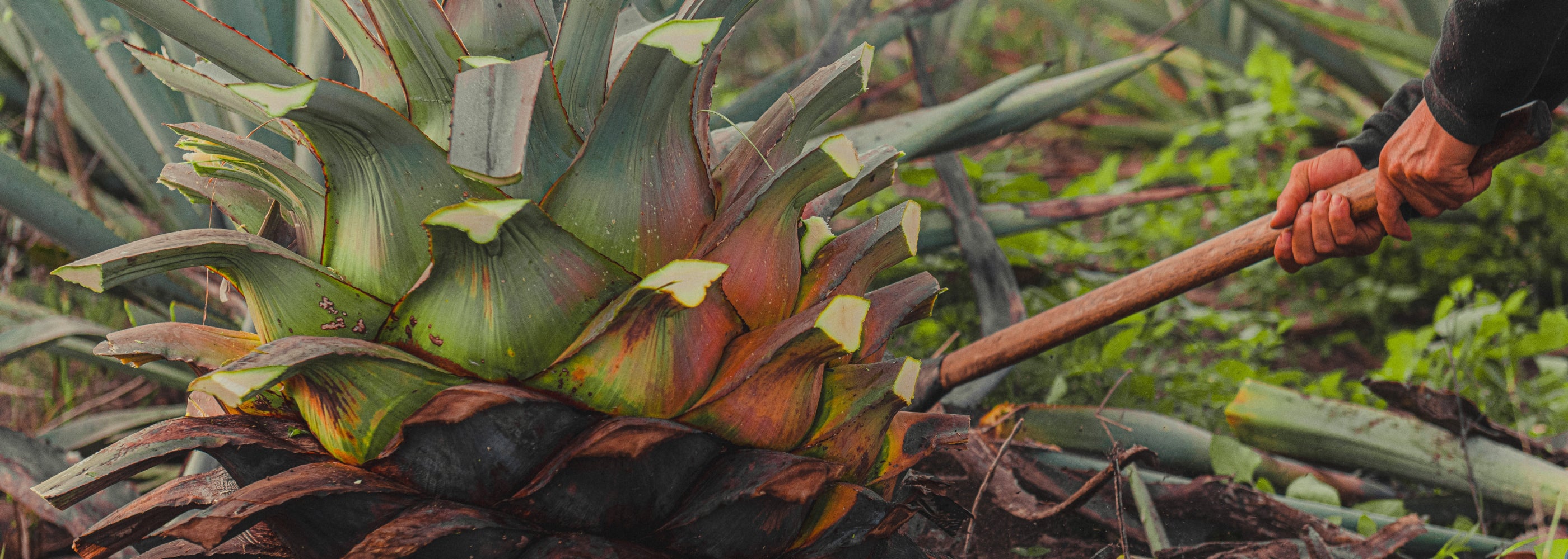 embarazada - AGAVES